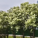 上海旅游 缩略图 17