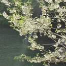 杭州旅游 缩略图 13