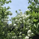 南京旅游 缩略图 2