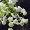 南京旅游 缩略图 7