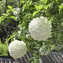 南京旅游 缩略图 4