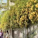 南京旅游 缩略图 3