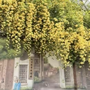 南京旅游 缩略图 5