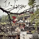 黄山旅游 缩略图 5