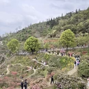 黄山旅游 缩略图 2