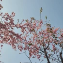 昆明旅游 缩略图 15