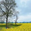 重庆旅游 缩略图 1