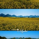 普洱旅游 缩略图 6