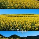 普洱旅游 缩略图 10