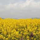 昆明旅游 缩略图 6