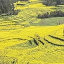 曲靖旅游 缩略图 7