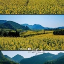 普洱旅游 缩略图 18