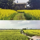 重庆旅游 缩略图 2