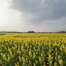 重庆旅游 缩略图 5