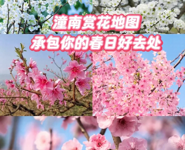 重庆旅游 1