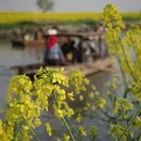 扬州旅游 缩略图 4