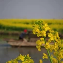 扬州旅游 缩略图 3
