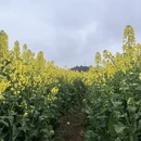 重庆旅游 缩略图 4