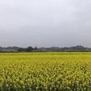 重庆旅游 缩略图 8