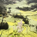 曲靖旅游 缩略图 4