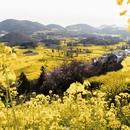 曲靖旅游 缩略图 12