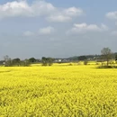 重庆旅游 缩略图 4