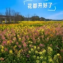 重庆旅游 缩略图 2