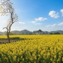 重庆旅游 缩略图 4