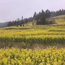 昆明旅游 缩略图 3