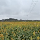 重庆旅游 缩略图 3