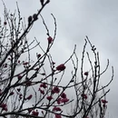 重庆旅游 缩略图 6