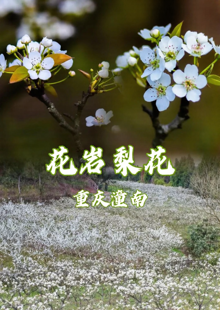 重庆旅游