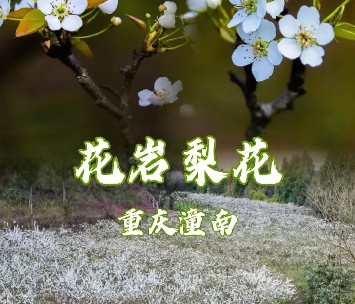 重庆旅游 1