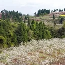 重庆旅游 缩略图 4