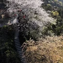 重庆旅游 缩略图 12