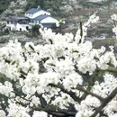 重庆旅游 缩略图 11