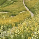 重庆旅游 缩略图 2