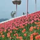 重庆旅游 缩略图 3