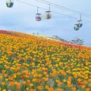 重庆旅游 缩略图 11