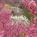 重庆旅游 缩略图 7