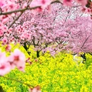 重庆旅游 缩略图 10