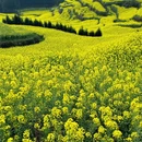昆明旅游 缩略图 16