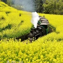 黄山旅游 缩略图 5