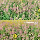 重庆旅游 缩略图 7