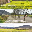 重庆旅游 缩略图 11