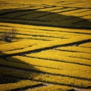 扬州旅游 缩略图 4