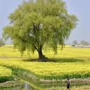 泰州旅游 缩略图 1