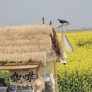 泰州旅游 缩略图 11