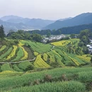 黄山旅游 缩略图 3