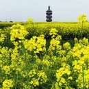 泰州旅游 缩略图 15